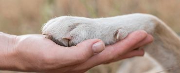 Tarifele pentru incinerarea animalelor