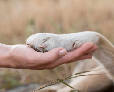 Tarifele pentru incinerarea animalelor