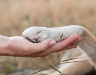 Tarifele pentru incinerarea animalelor